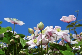 clematite