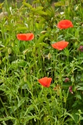 Coquelicot