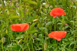 Coquelicot