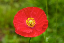 Coquelicot