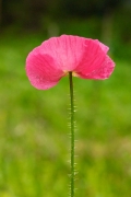 Coquelicot