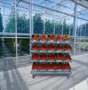 Tomates dans une serre