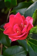 Camelia