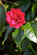 Camelia