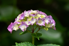 Hortensias
