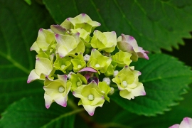 Hortensias