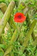 Coquelicot