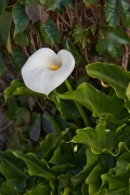 Arum
