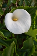 Arum