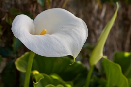 Arum