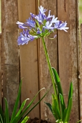 Alstromeria