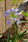 Alstromeria