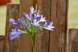 Agapanthe