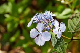 Hortensias