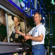 Traite des vaches