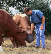 Eleveur et ses vaches