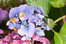 Hortensias