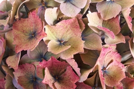 Hortensias