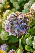 Hortensias
