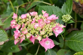 Hortensias