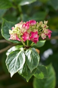 Hortensias