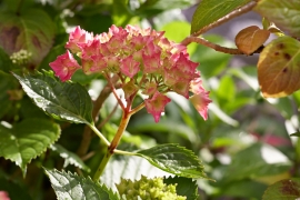 Hortensias