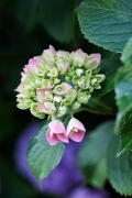 Hortensias