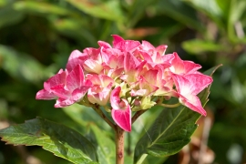 Hortensias