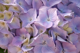 Hortensias