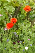 Coquelicot