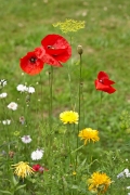 Coquelicot