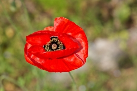 Coquelicot