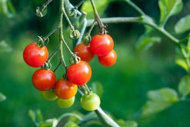 Tomates