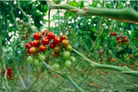 Tomates