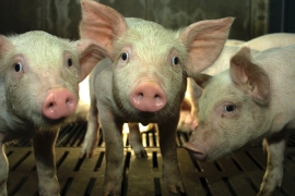 Porc