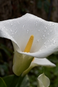 Arum