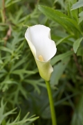 Arum