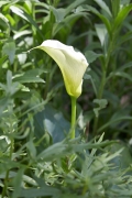Arum
