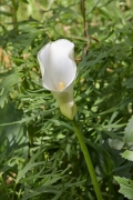 Arum