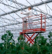 Serre de tomates
