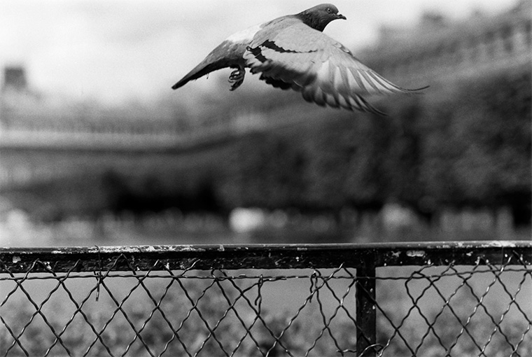 Pigeon qui s'envole au Palais Royal, Paris septembre 1985