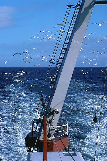 Les mouettes qui suivent le chalutier