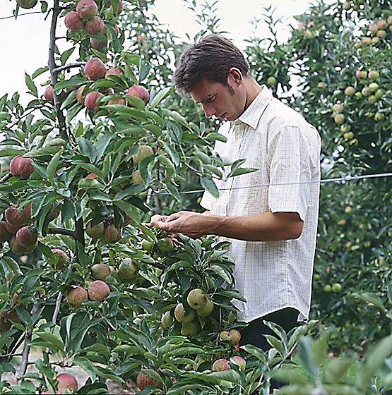 Agriculteur qui vérifie les pommes